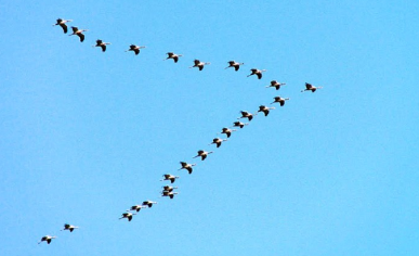 800px-Eurasian Cranes migrating to Meyghan Salt Lake-min-36-862-511