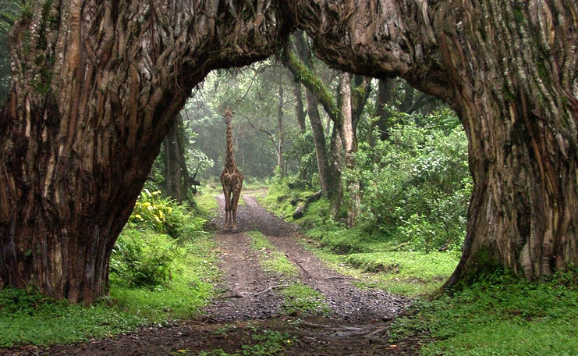 Arusha-National-Park-757