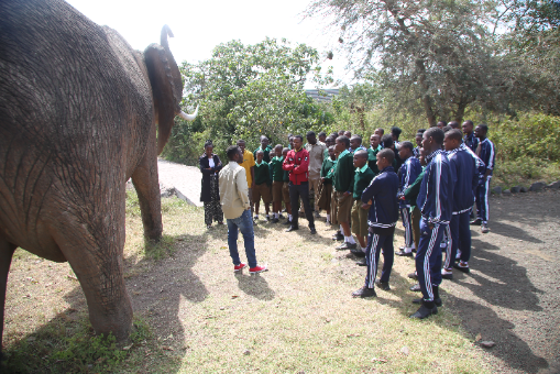 Giant Elephant